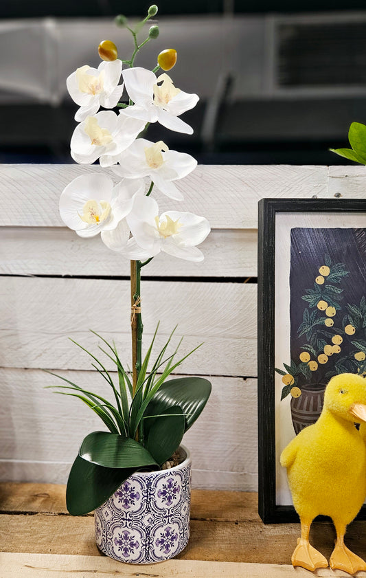 White Orchid in Decorative Pot